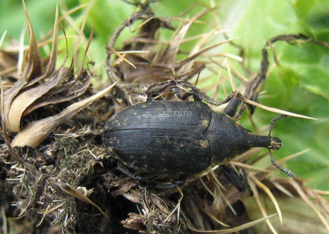 Curculionide delle orobie valtellinesi: Larinus sturnus